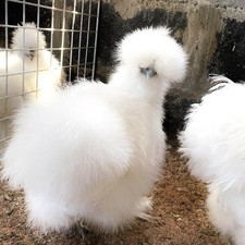 UOVA FERTILI  feconde  MOROSETA  Pure Al  100%