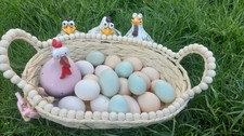 6/12  Different breed From Non GM Farm Fed HENS WITH COCKERELS CHICKEN EGGS