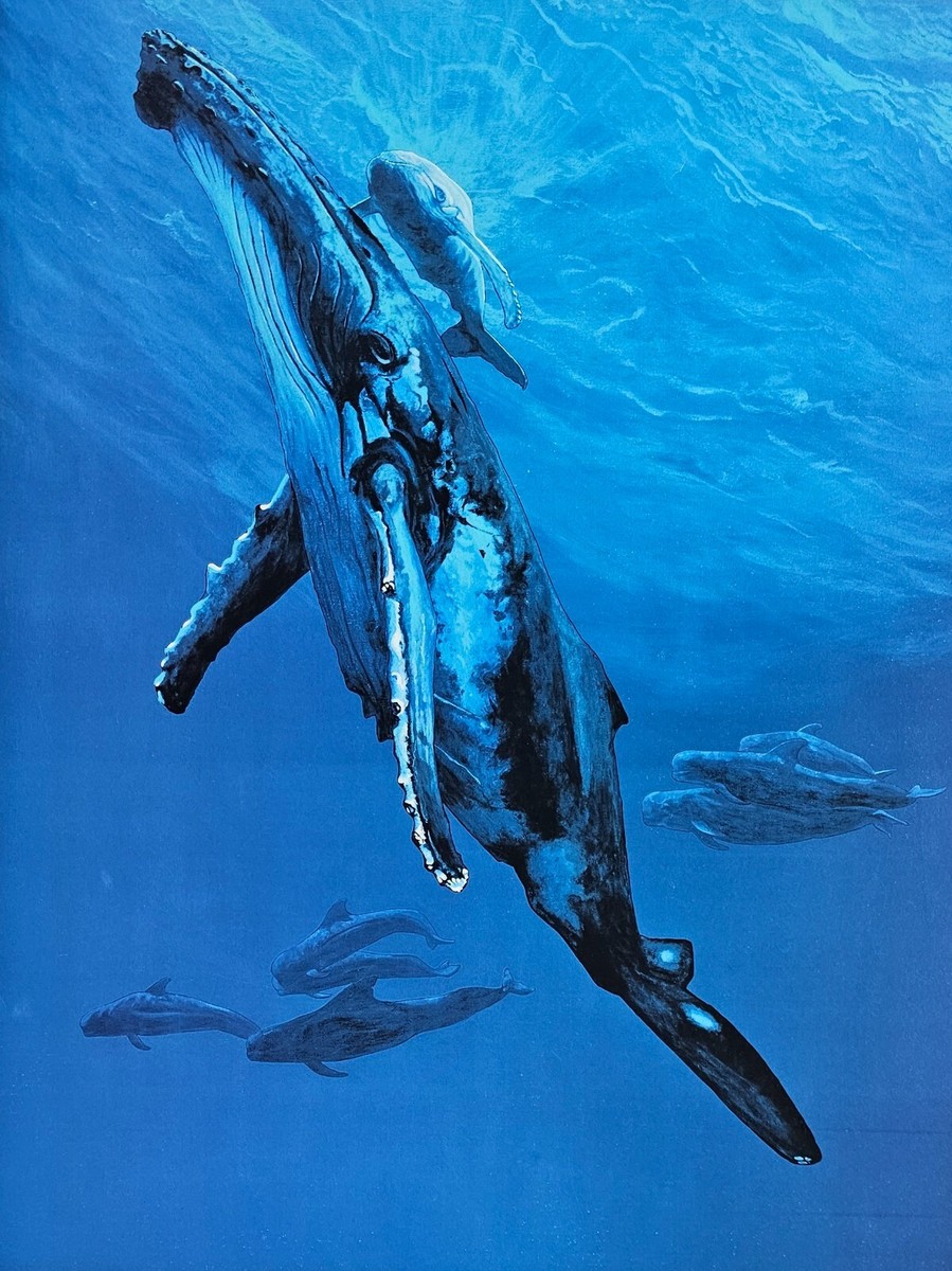 Nicole Stahl Bequest Leviathon SIGNED Baby Humpback Whale