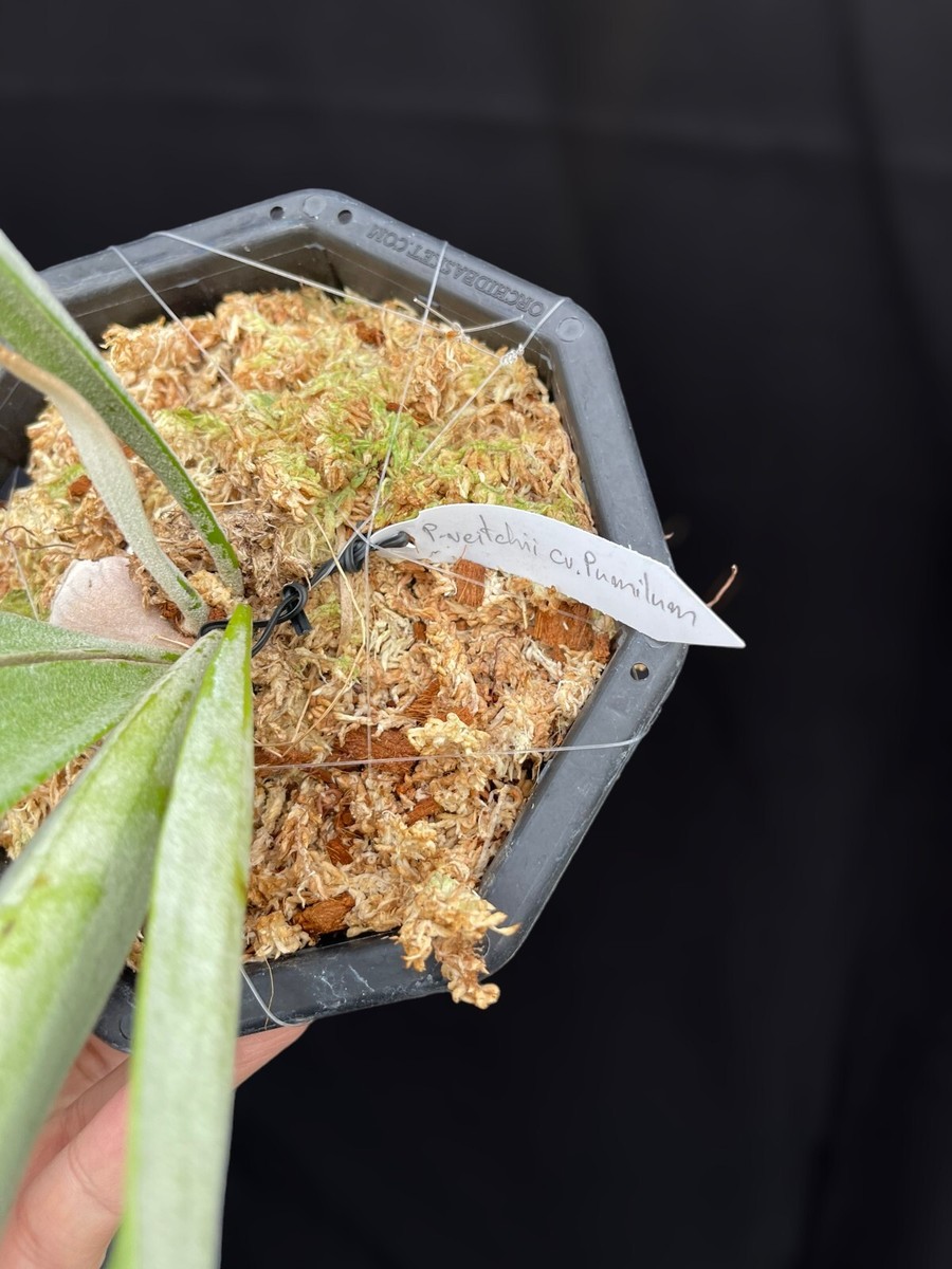 Platycerium Veitchii cv.Pumilum Holiday Special | eBay