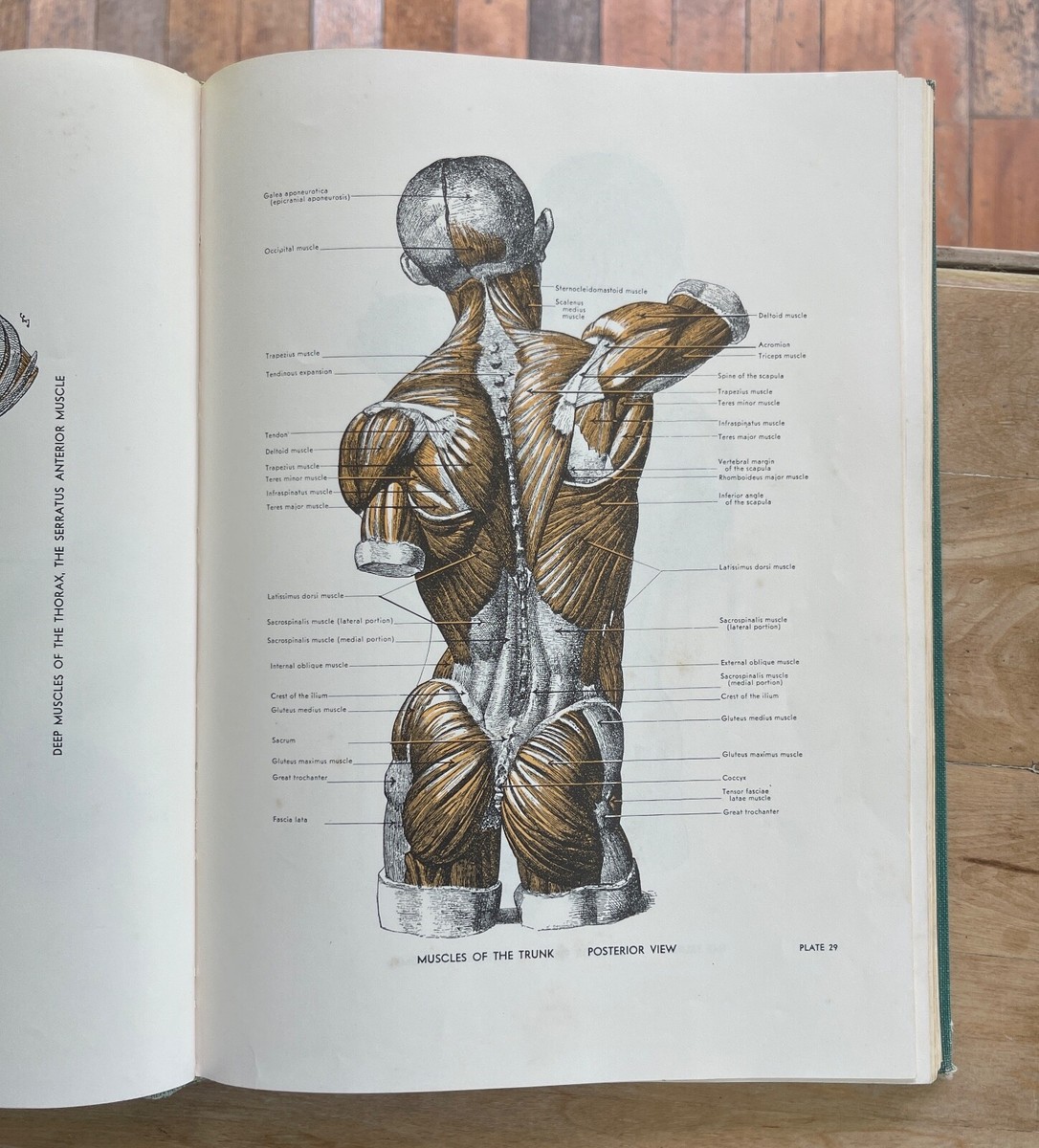 An Atlas of Anatomy for Artists by Fritz Schider Hardbound Third
