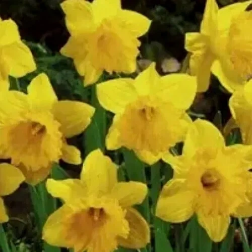 DAFFODILS 12 Dutch Master Bulbs - Image 3 of 3