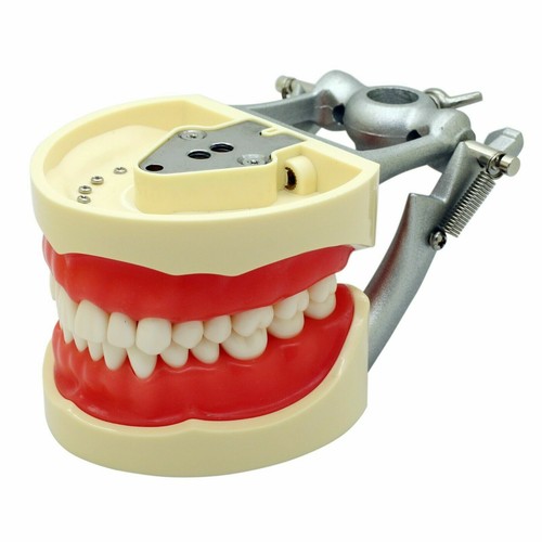 Kilgore NISSIN 200 Dental Typodont Model Mounting Pole 32pc Removable Teeth - Picture 15 of 118