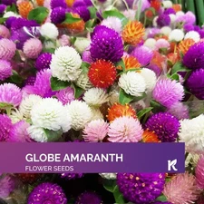 50 Globe Amaranth (Gomphrena Globosa seeds Mix)