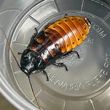Adult Male Live Madagascar Hissing Cockroach (Select Quantity)