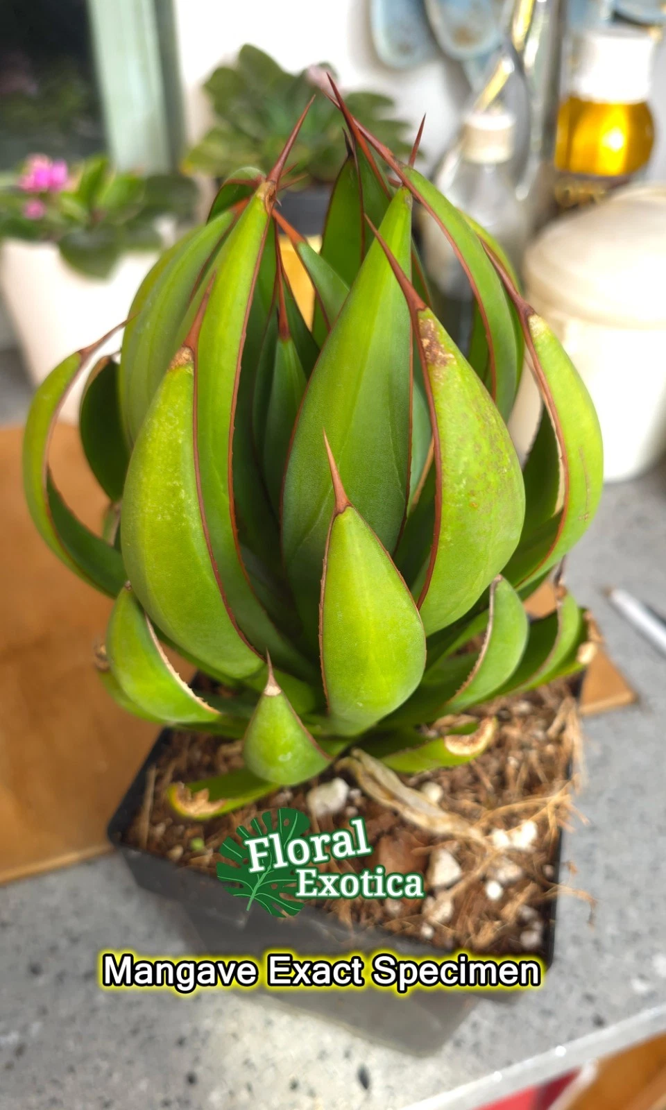 Floral Exotica Mangave Praying Hands