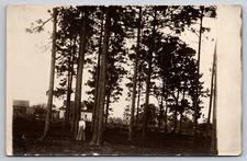 Postcard RPPC Woman in Long Dress Under Tall Pines Trees 30E