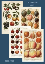 Stone Fruit, 4 Antique Chromo Lithographs 1898-1900