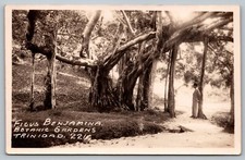 Postal Ficus Benjamina Jardín Botánico Trinidad 221 Foto Real RPPC