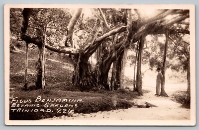 Postcard Ficus Benjamina Botanic Gardens Trinidad 221 Real Photo RPPC