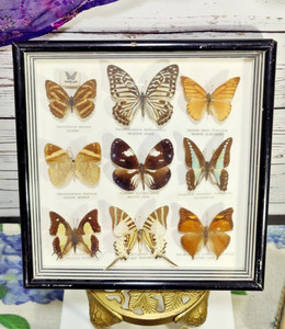 Butterflies Vintage | eBay