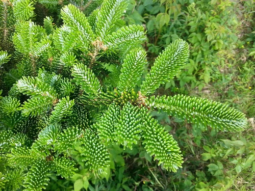 20 FRASER FIR Tree Abies Fraseri Christmas Tree Southern Balsam Fir Native Seeds - Picture 12 of 16