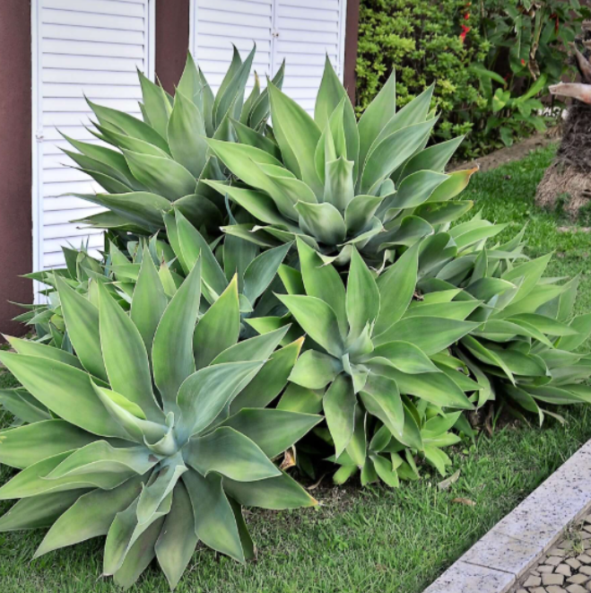 Green Foxtail Agave Live Plant - 6-8