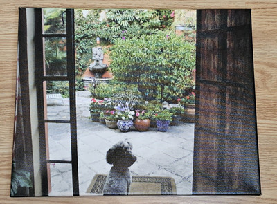 Canvas Wrapped Fine Art Litho Poodle Enjoying the Garden 20'' X  16'' x 1-1/2''