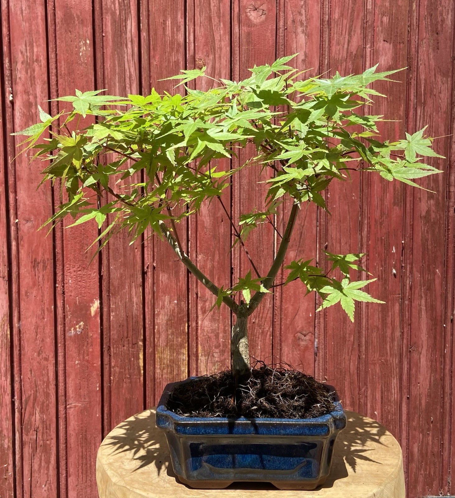 Acer Palmatum Deshojo bonsaï érable du Japon 8 ans pour décoration salon zen