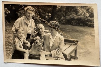 orig. Foto Fotografie Tierpark Zoo Leipzig Frau Tiger Löwe um 1960