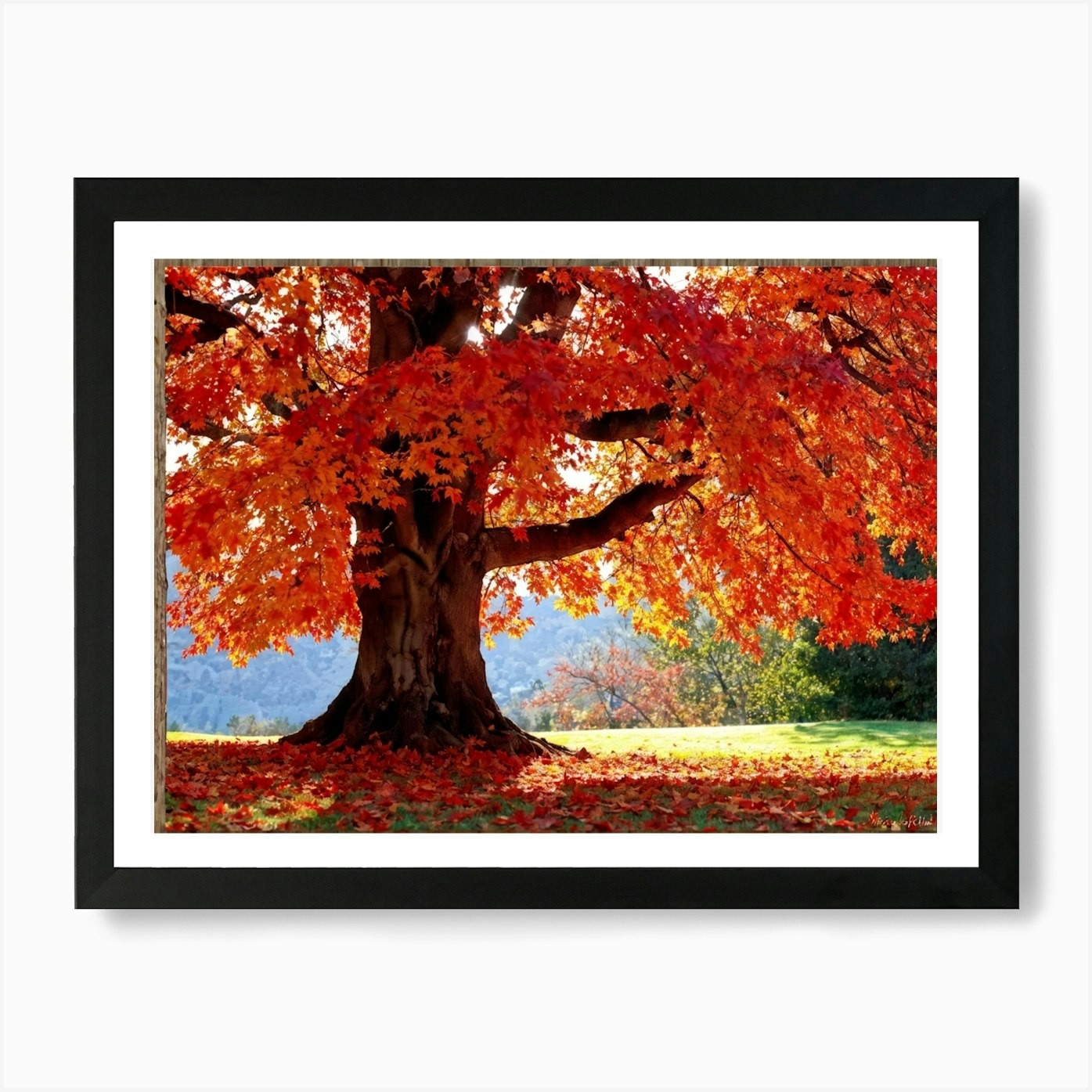 Autumn Oak Tree Glowing in Sunlight Framed Wall Art Canvas Print