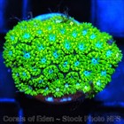 Corals of Eden ~ WYSIWYG Live Coral Frag ~ Stargazer Leptastrea Coral LPS SPS — photo 7
