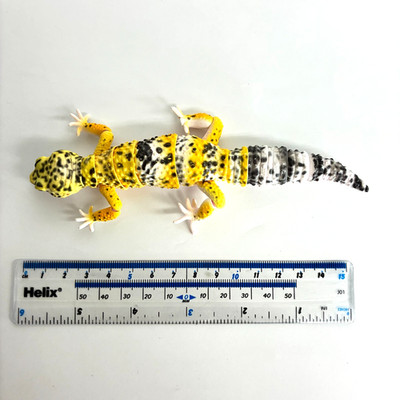 【Used】Bandai Gashapon Leopard Gecko Action Figure ADVANCE High Yellow 165mm 2021
