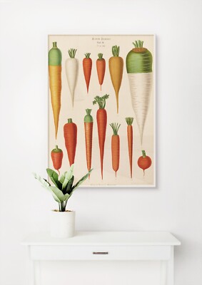 Ernst Benary: Karotten. Fine Kitchen Food Stillleben Kunst Giclée Museum Geschenk Druck