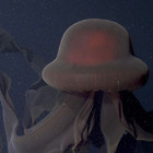 StygioMedusa