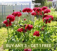 POPPY RED PEONY - Papaver Paeoniflorum - 2000 seeds - ANNUAL FLOWER