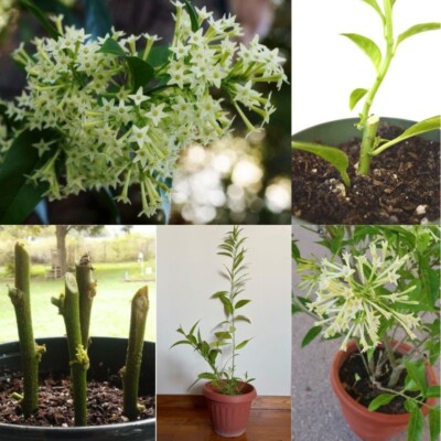 Night Blooming Jasmine 6 Inch Cestrum Nocturnum Fargrant New Live Plant Cuttings