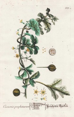 Cucumis Gurke cucumber Kukumer Gartengurke Blackwell Kräuterbuch engraving