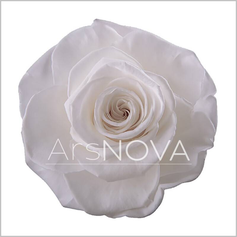FlowerCube Rosa 6x6 Bianco