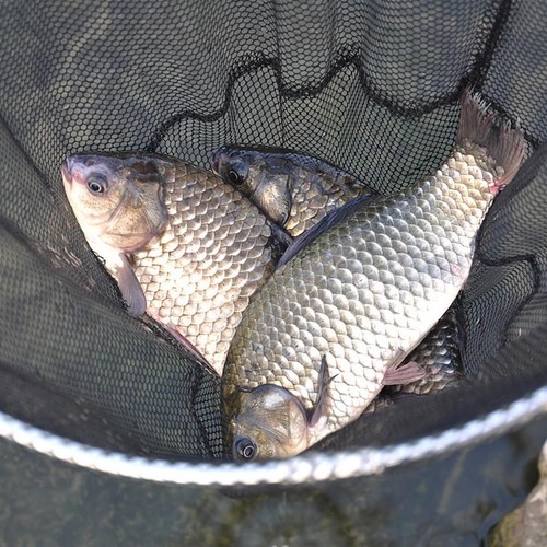 2x Filets de Pêche Anglo Téléscope 1,8 M Épuisette Epuisette Carpe - Photo 5/10