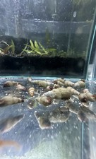 50+ Malaysian Trumpet Snails + FREE Live Plant!