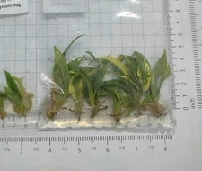 Philodendron Ring of Fire Tissue Culture TC (50 Plants)