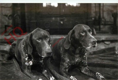 Ansichtskarte>>Hund, Deutsch Kurzhaar Zeiger