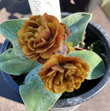 Primula Auricula Lunar Eclipse Plant Alpine 9cm pot perennial 2 For £9.99