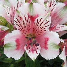 Imp. Alstroemeria Flower Hybrid Quality Bulbs Home Gardening Pack of 2 