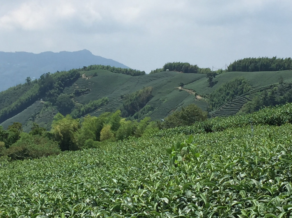 Taiwan Oolong Tea/ ShanLinXi Premium High Mountain Oolong 5.3oz 150g 台灣 烏龍茶