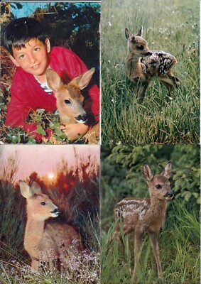 Konvolut 4 Postkarten (10cmX15cm) TIERE JAGD FAUN FAWN KITZ CERVATO