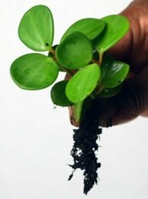 Peperomia hope, Trailing Succulent House Plant - One Bare Rooted Plant