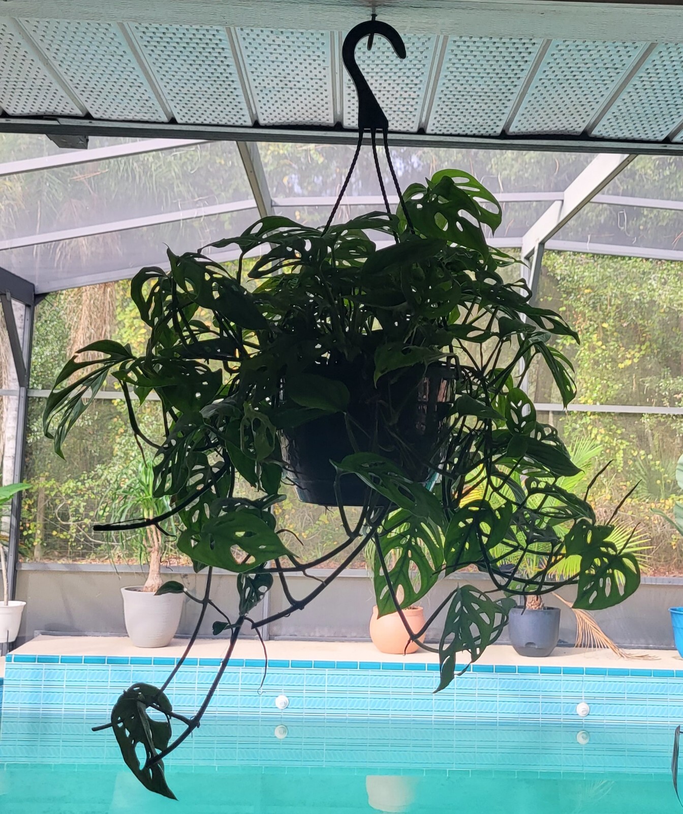 Monstera Adansonii Swiss Cheese Plant eBay