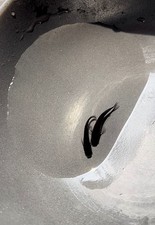 medaka rice fish  Super black 1 pair