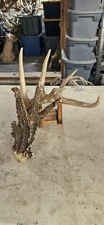 Massive 92” Whitetail Deer Shed (Read Description)Antlers Horns Elk Moose Rack 