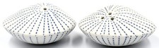 Handmade Porcelain Salt and Pepper Shakers Art Kitchen Decor (Sea Shell SNP)