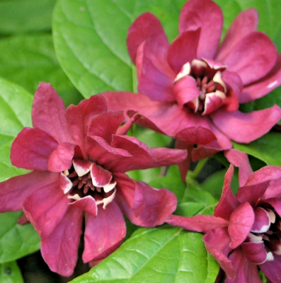 Carolina Allspice Plant - 6 Inch Tall - 4 Inch Pot - Banana-Strawberry  Fragrant | eBay