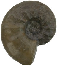 Trias  Ceratites praenodosus  Ausgezeichneter Ceratit  Muschelkalk Lindach  B2-8