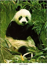 Postcard Giant Panda