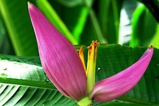 20 Pink Dwarf Banana Tree Fruit Plant Seeds (Musa velu.) Rare Fast Hardy-Zone 7b