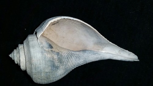 Fossil / Fossilized Whelk sea shell gastropod mollusk collectors collections py1 - Picture 2 of 5