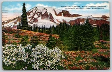 Postcard Mountain Flowers, White Heather Growing In Rainier Nat. Park WA  Posted