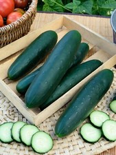 Cucumber Seeds Marketmore - 50 Seeds  - Vegetable seeds