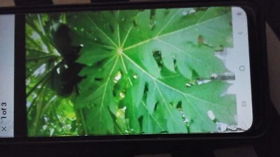 Pawpaw leaves & Twigs wild grown dried. 100g@£11.00, Free postage. UK Sellers